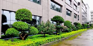 艾弗森贝博ballbet官网 楚雄市政绿化树苗有哪几种